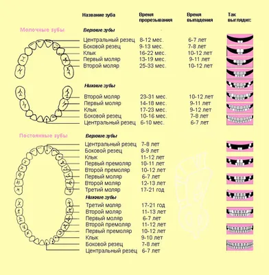 Зубы у детей - Прорезывание зубов у ребенка: порядок, сроки, симптомы,  схема роста