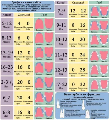 Выпадение молочных зубов - ответы на часто задаваемые вопросы