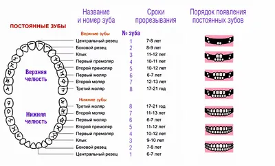 Когда у детей режутся зубы, симптомы и как снять боль новорожденному малышу