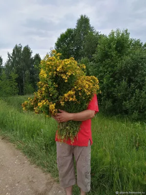 Зверобой: правила сушки и хранения, применение зверобоя