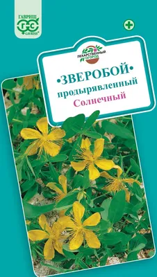 Зверобой большой (Hypericum ascyron) купить в blumgarden.ru