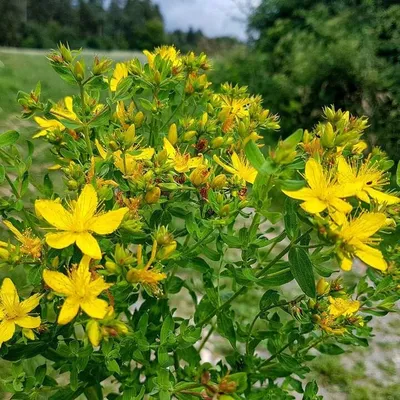 Зверобой чашечковидный - Зверобой - GardenPlants